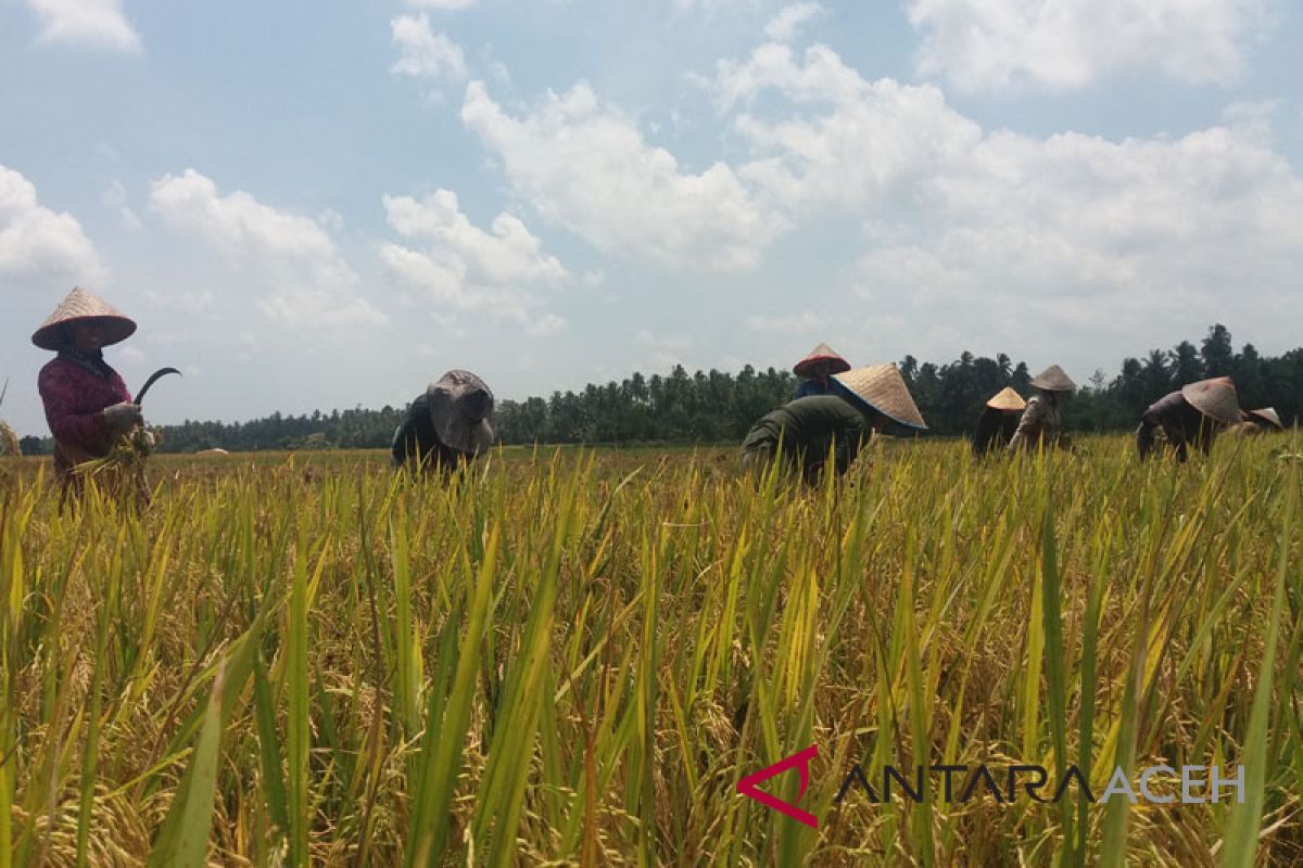 Aceh fokus padi jagung kedele