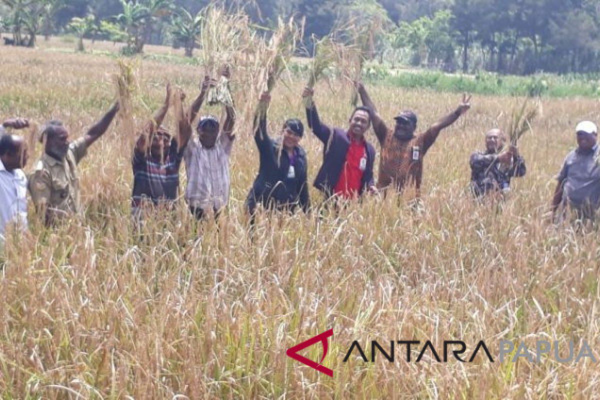 Asisten Staf Khusus Presiden panen padi di Jayawijaya