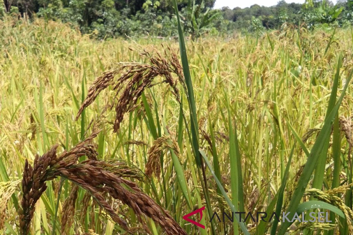 Seluas 870 hektare tanaman padi terancam gagal panen