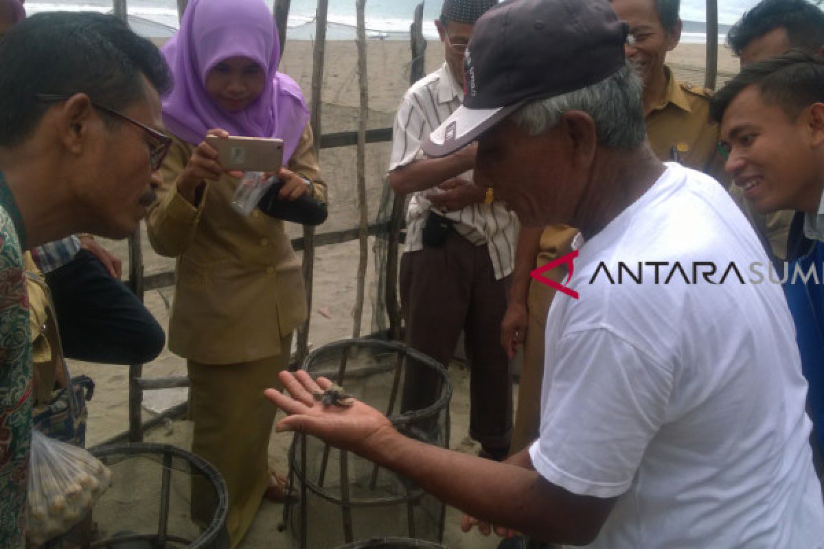 Masyarakat nilai Pantai Tan Sridano cocok untuk penangkaran penyu