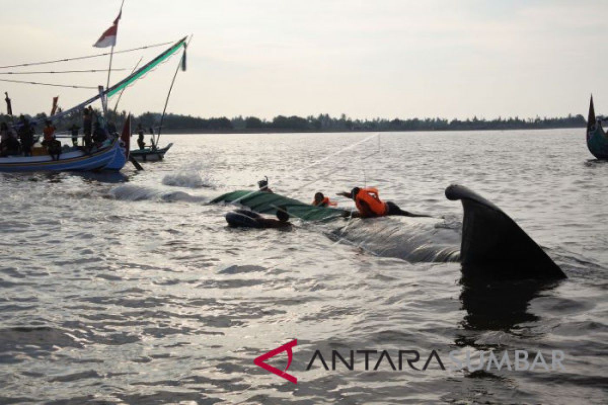 Petugas gabungan selamatkan ikan paus yang terdampar di pantai Situbondo