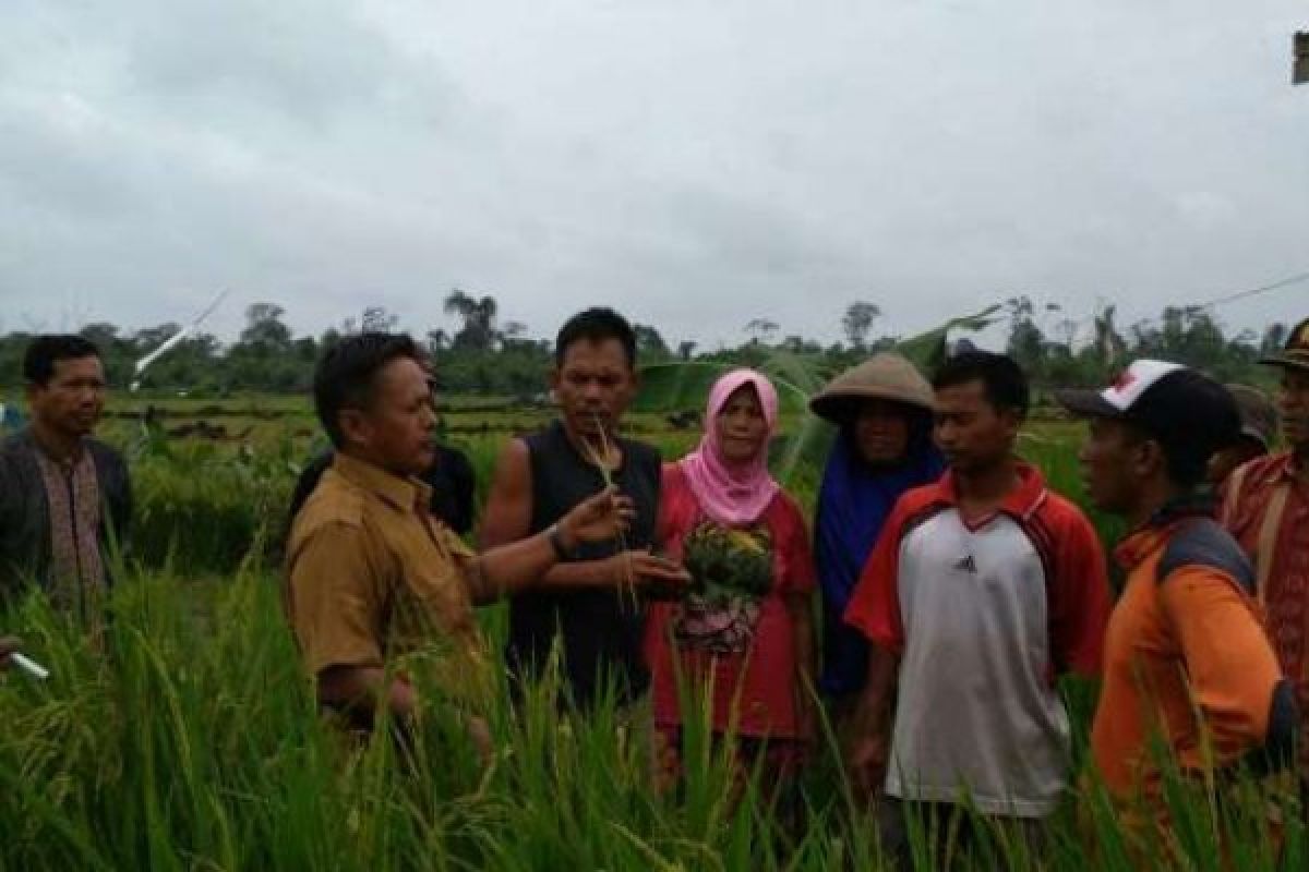 Pemkab Siak dan Kelompok Tani Semangat Bersatu Cetak Sawah Baru di Sini