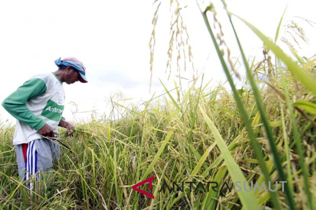 Berbagai kendala masih dihadapi petani padi organik
