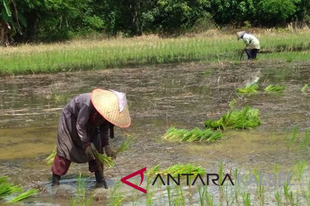 Nilai Tukar Petani Kalsel Turun 1,24 Persen