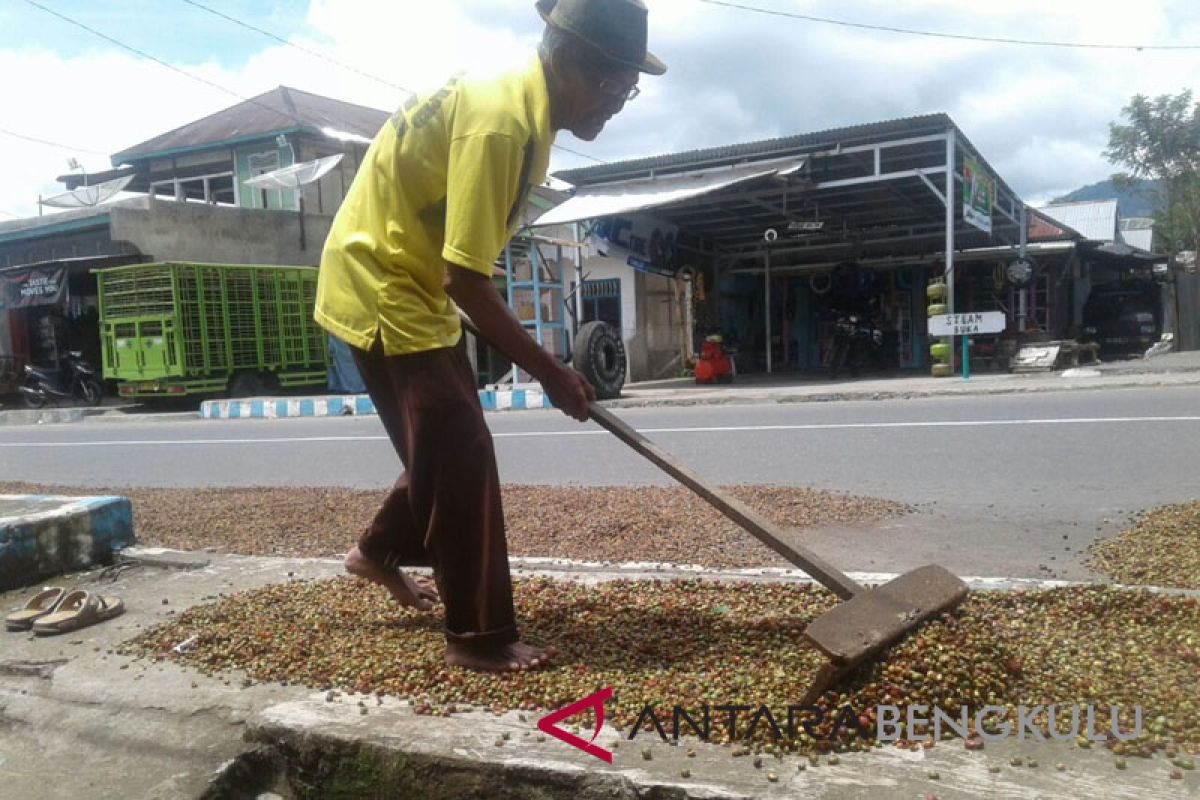 133 petani kopi dapat bantuan usaha HKm