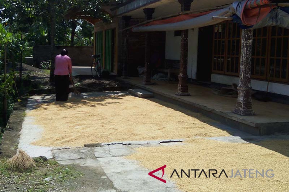 Petani Tambaksari Cilacap tunda jual gabah