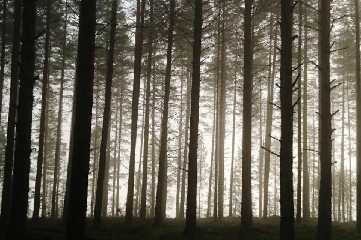 Ribuan sukarelawan reboisasi hutan tertua Portugal