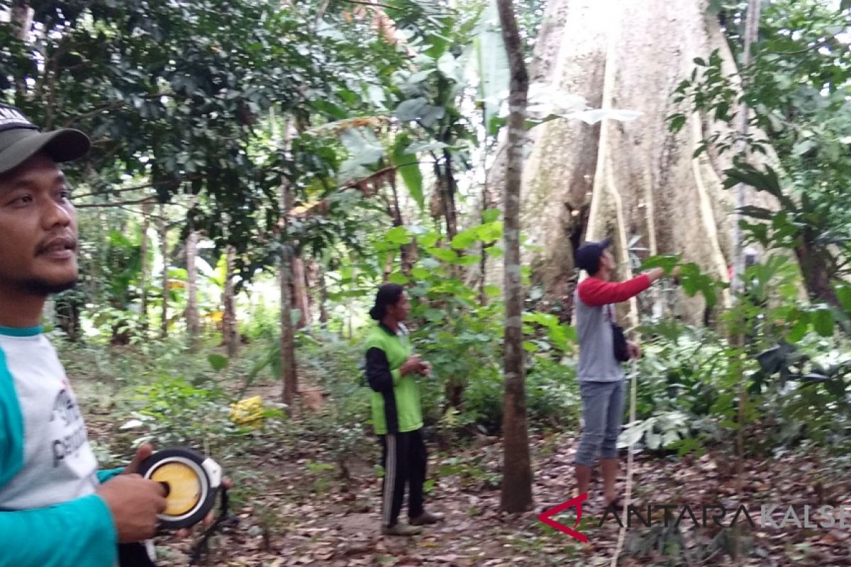 Kemenhut Teliti Pohon Raksasa Mentoyan Halong