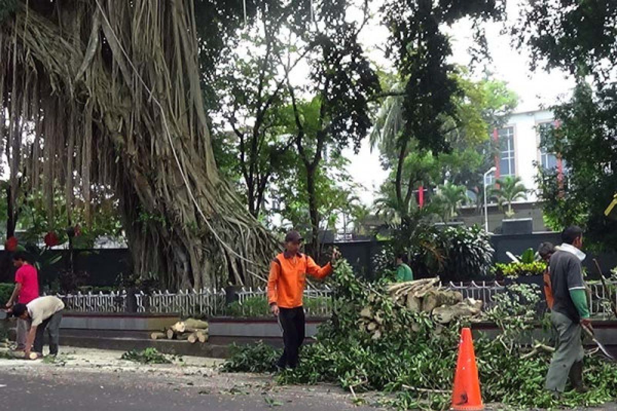 Pepohonan gondrong di Purwokerto dipangkas