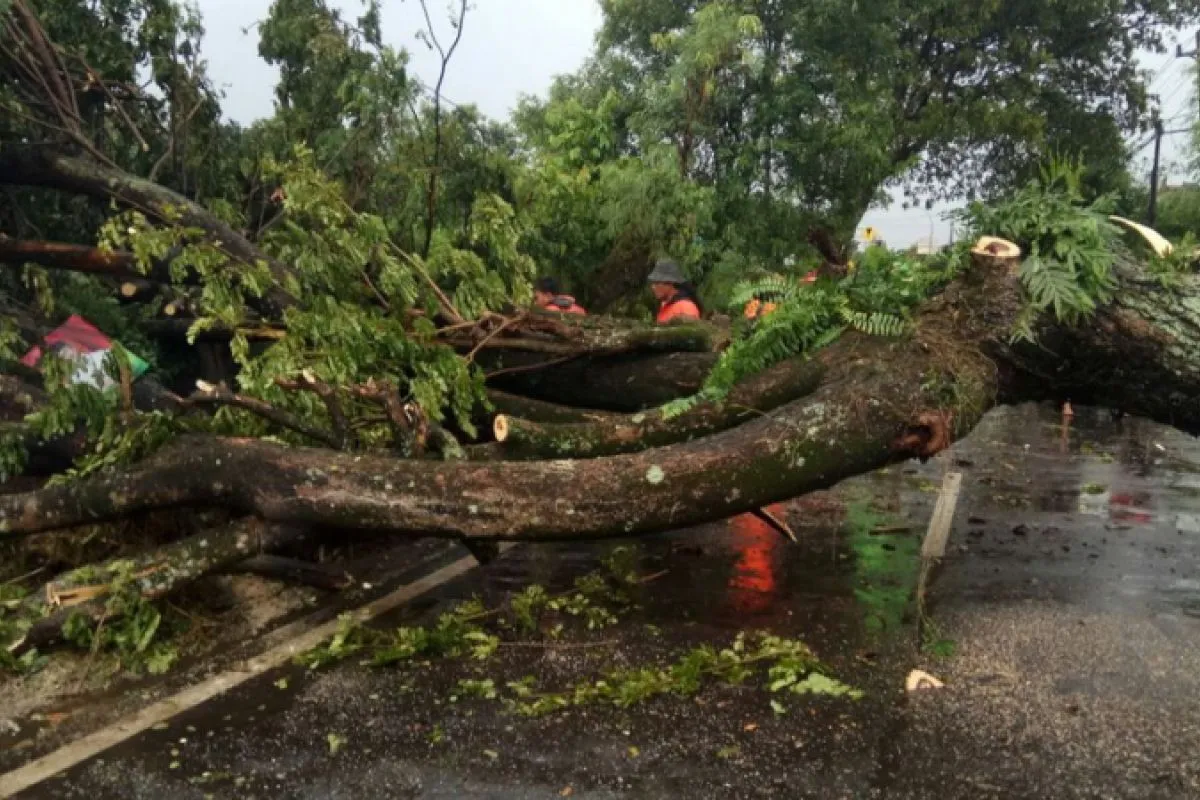 Pohon tumbang menimpa pengendara motor - ANTARA News Jateng