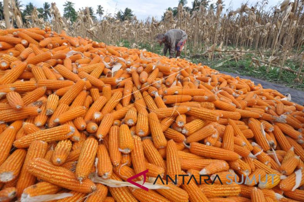 Produksi jagung ditarget 1.846.956 ton