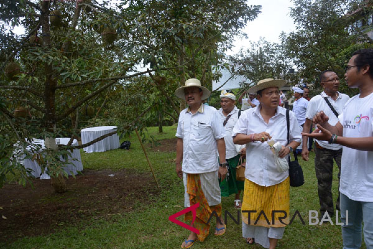 Rai Mantra ikut Festival Makan Durian di Tajun-Buleleng