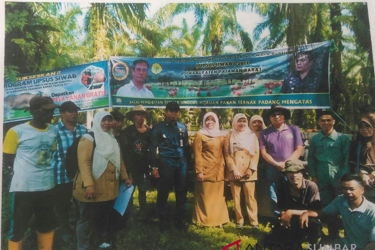 Pasaman Barat tingkatkan produksi daging melalui UPSUS SIWAB