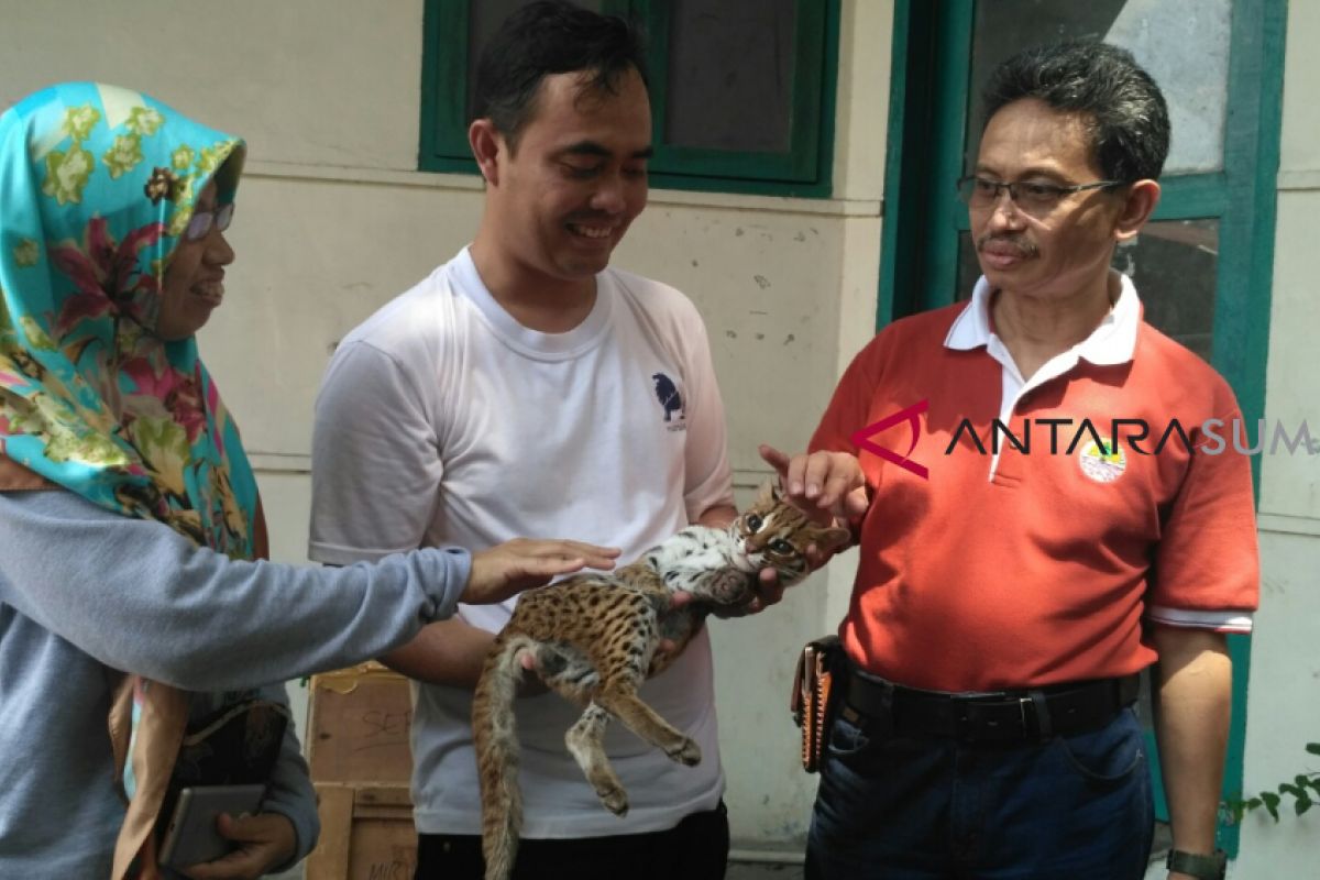 BKSDA Lepasliarkan Kucing Hutan Jantan