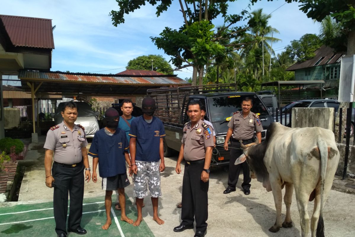 More than 7,700 cows insured in South Sulawesi