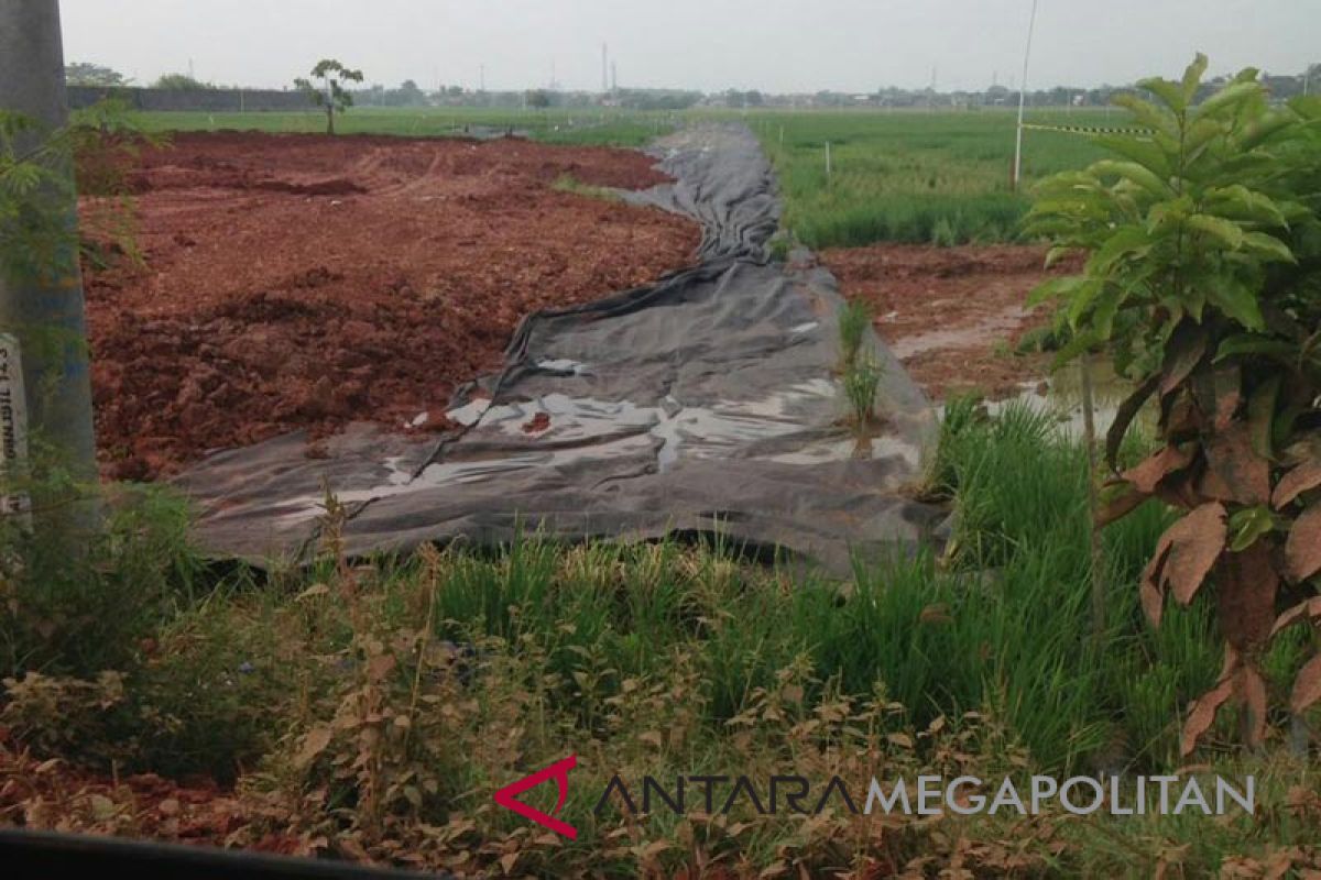 Tanaman padi Karawang mati diurug tanah merah