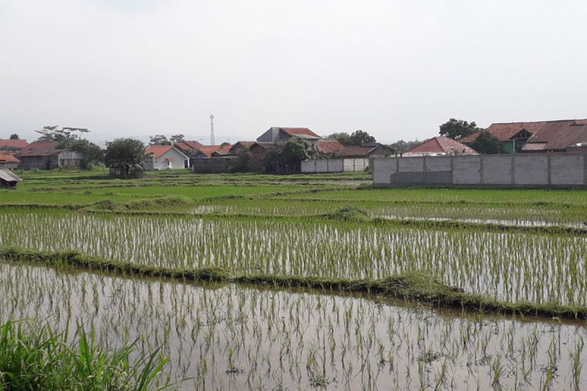 Pemberian bakteri tingkatkan ketersediaan nitrogen di tanah