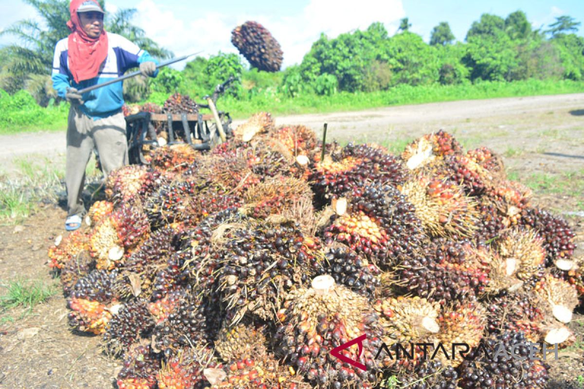 Petani minta Gubernur atasi anjloknya harga sawit