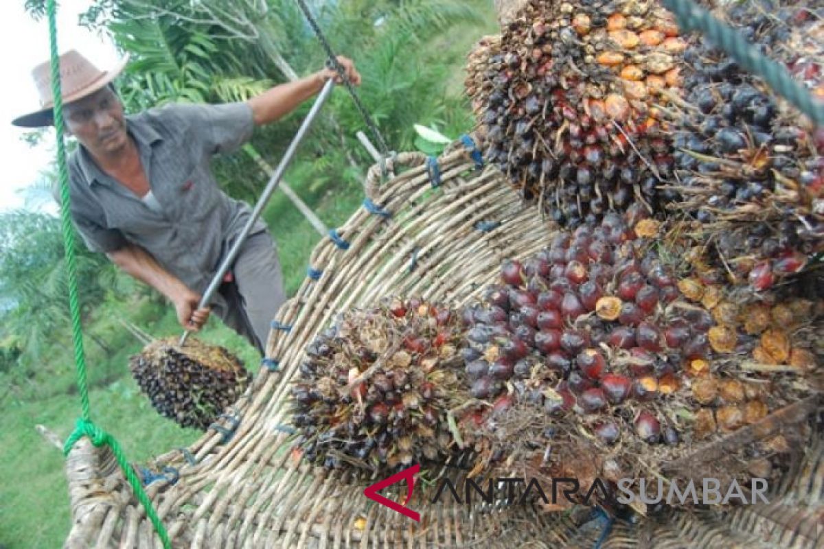 Potongan wajib perusahaan sawit di Mukomuko dipertanyakan legislator