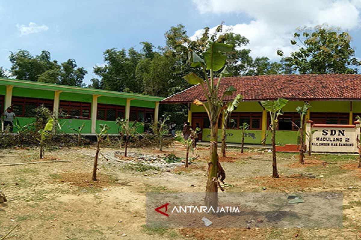 Halaman SDN di Sampang Ditanami Pohon Pisang