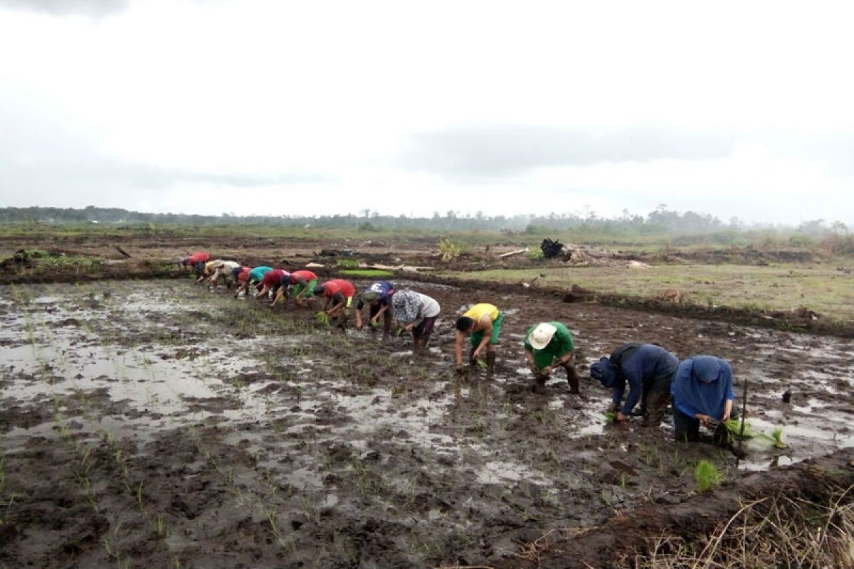 STPP Bogor uji kecocokan teknologi penanaman padi