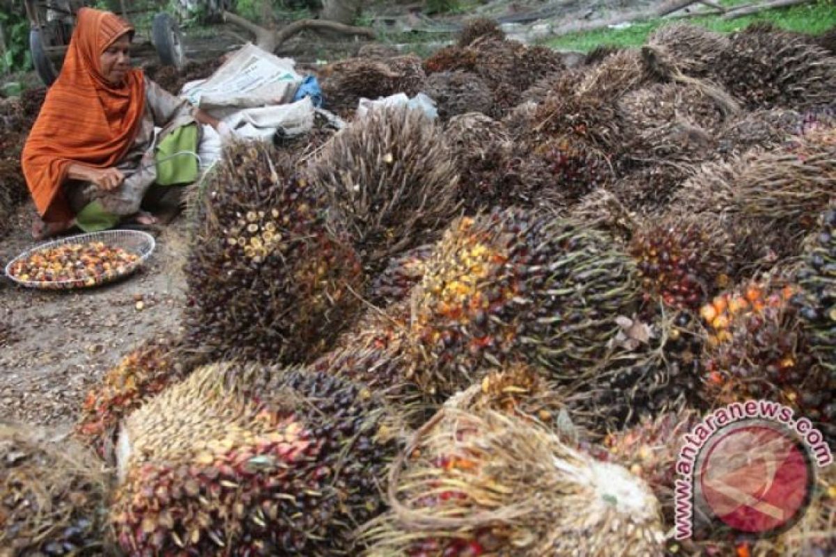 Harga CPO di Jambi turun Rp533/Kg