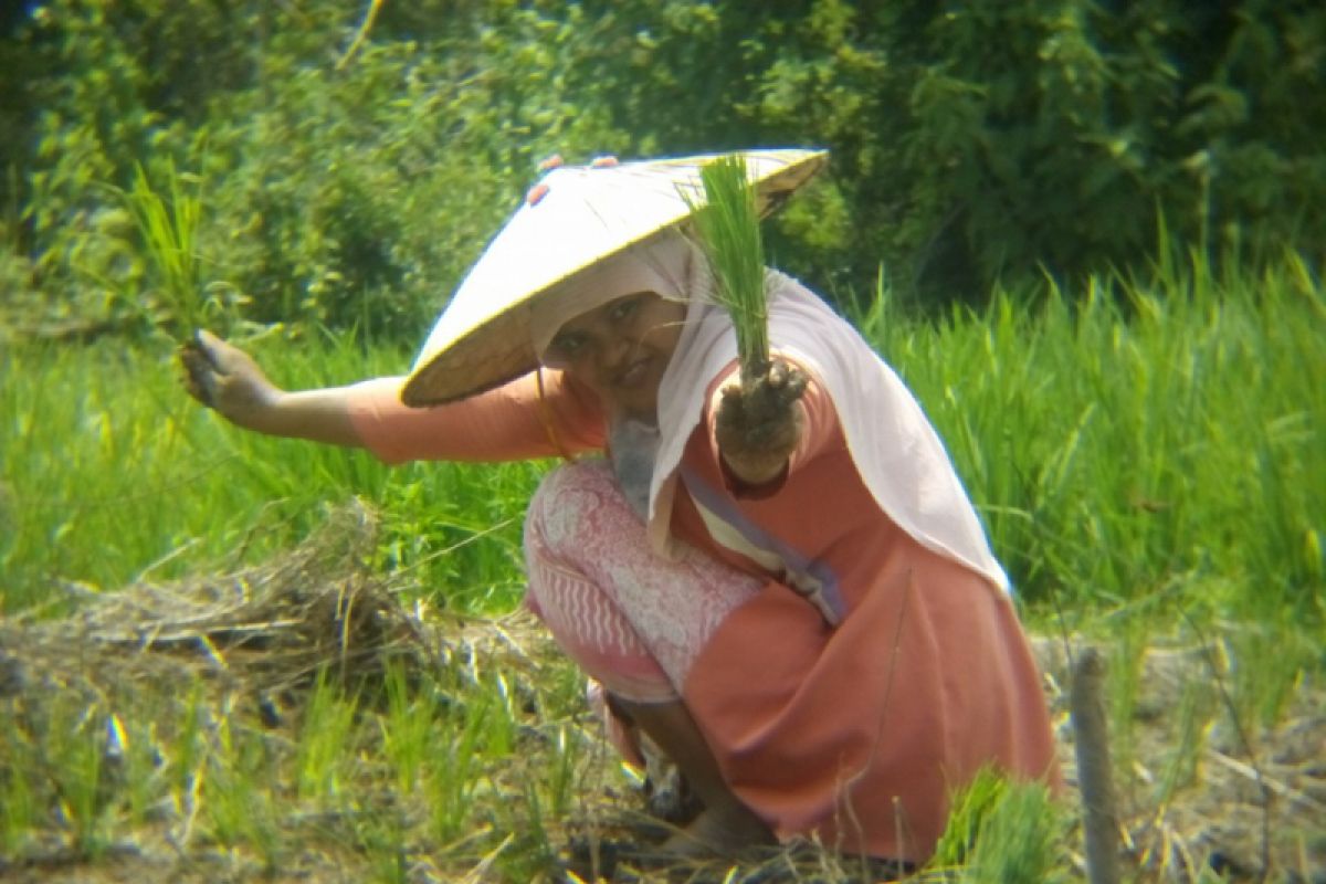 Gapoktan HST Terima Bantuan Alsintan