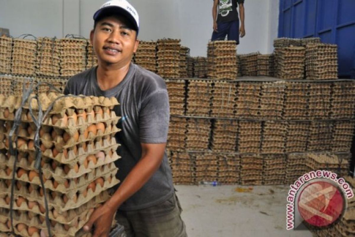 Harga telur ayam di Bangka beranjak naik