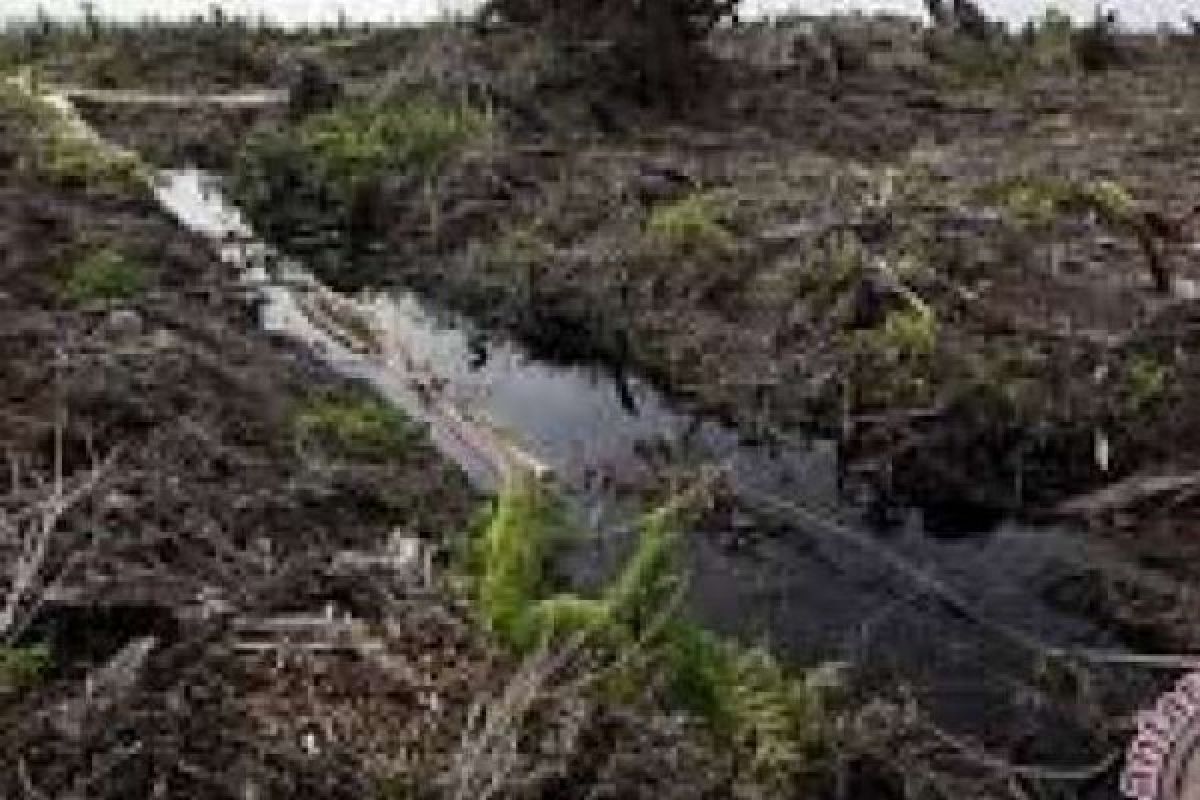 Terbakar 200 Hektare, Lahan di Desa Lukun Meranti Ternyata Tempat Illegal Logging