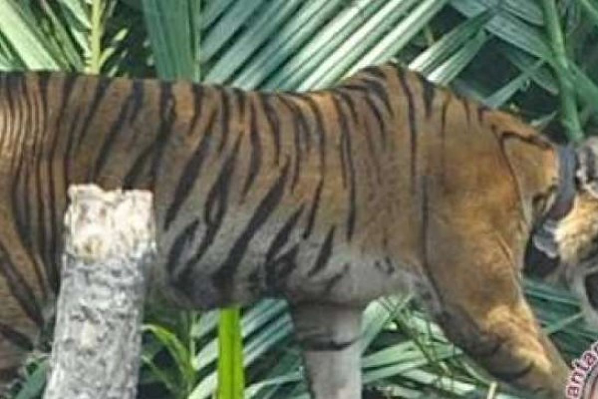 Teror Harimau Bonita, SD di Pelangiran Inhil ini Sudah 2 Bulan Diliburkan