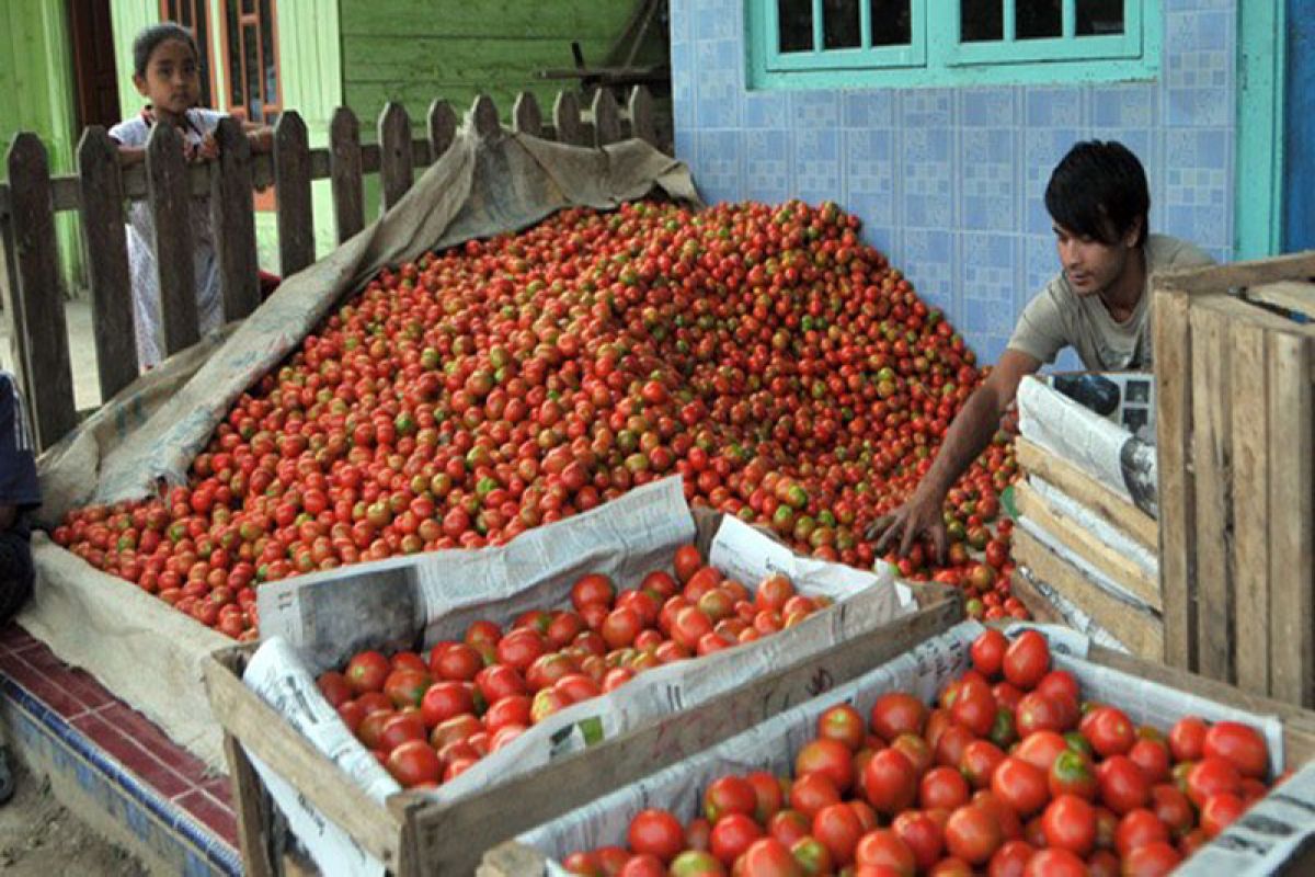 Panen raya harga tomat di Aceh Tengah anjlok