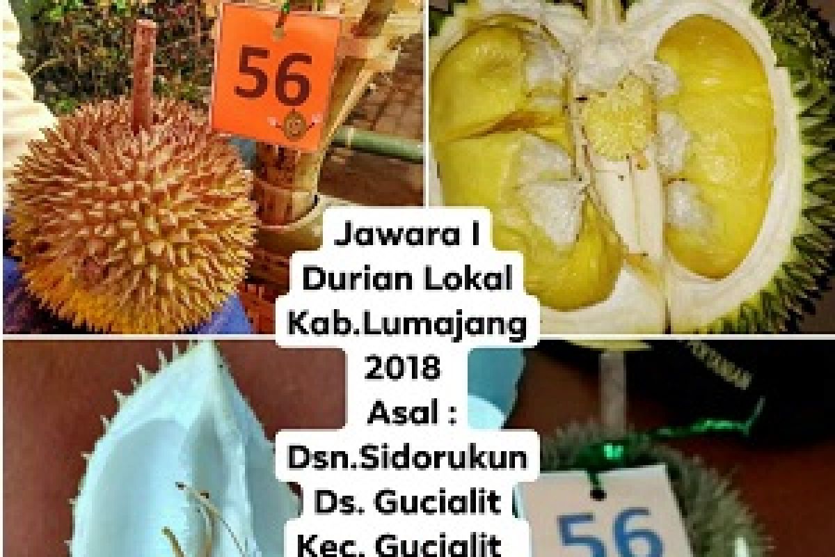 Inilah Durian Kembang yang Jadi Produk Unggulan Lumajang