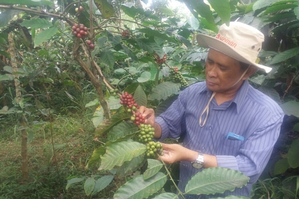 Sleman mengupayakan pengaturan tanaman pendamping kopi merapi