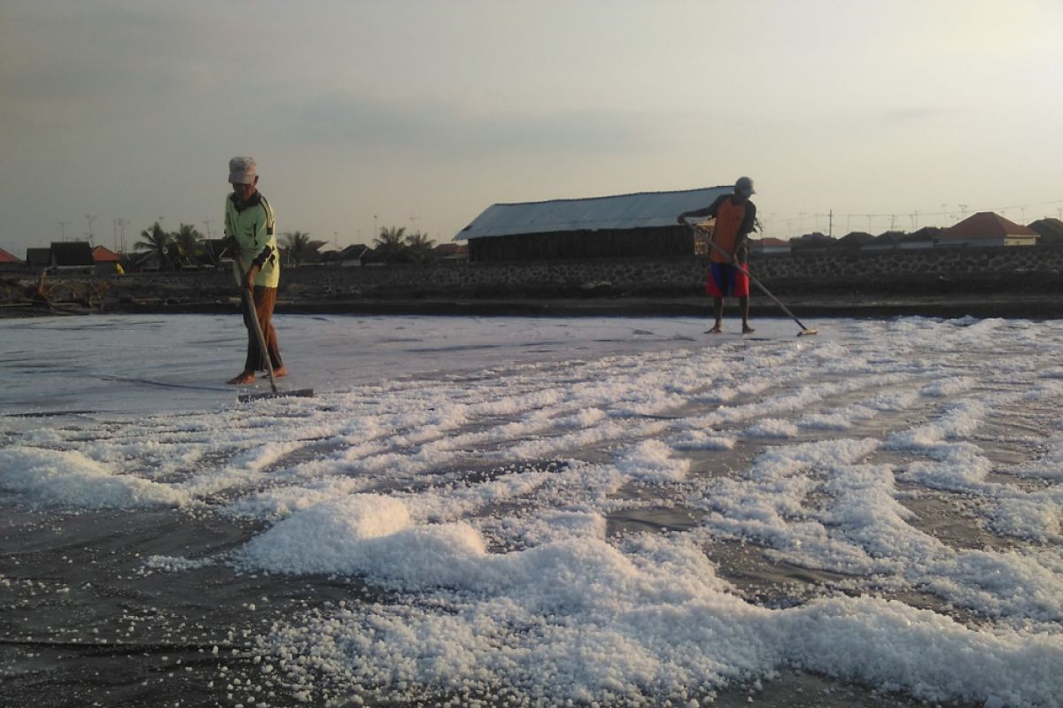 Petani Garam Probolinggo Tolak Impor Garam