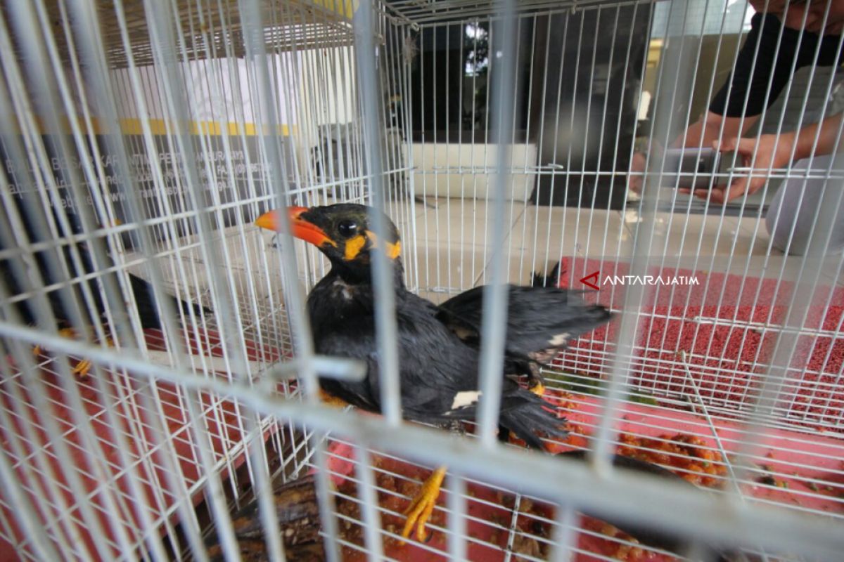BBKP Surabaya Amankan Ratusan Burung tanpa Dokumen