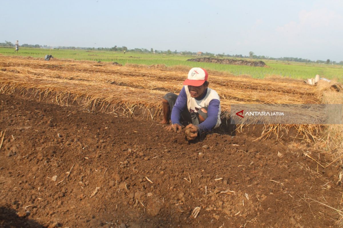 Bibit Tembakau VO Paiton Mulai Ditanam Petani Probolinggo