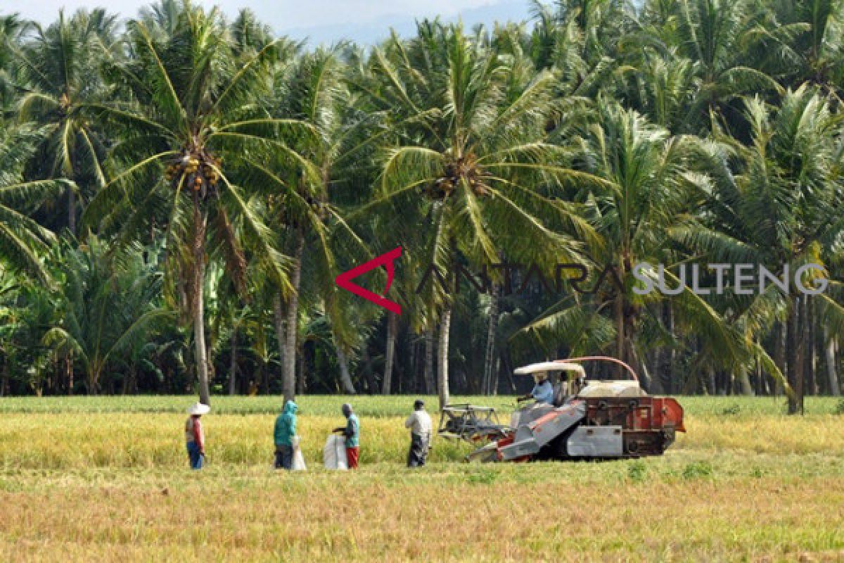 Pemkab Sigi bantu petani tingkatkan produksi beras