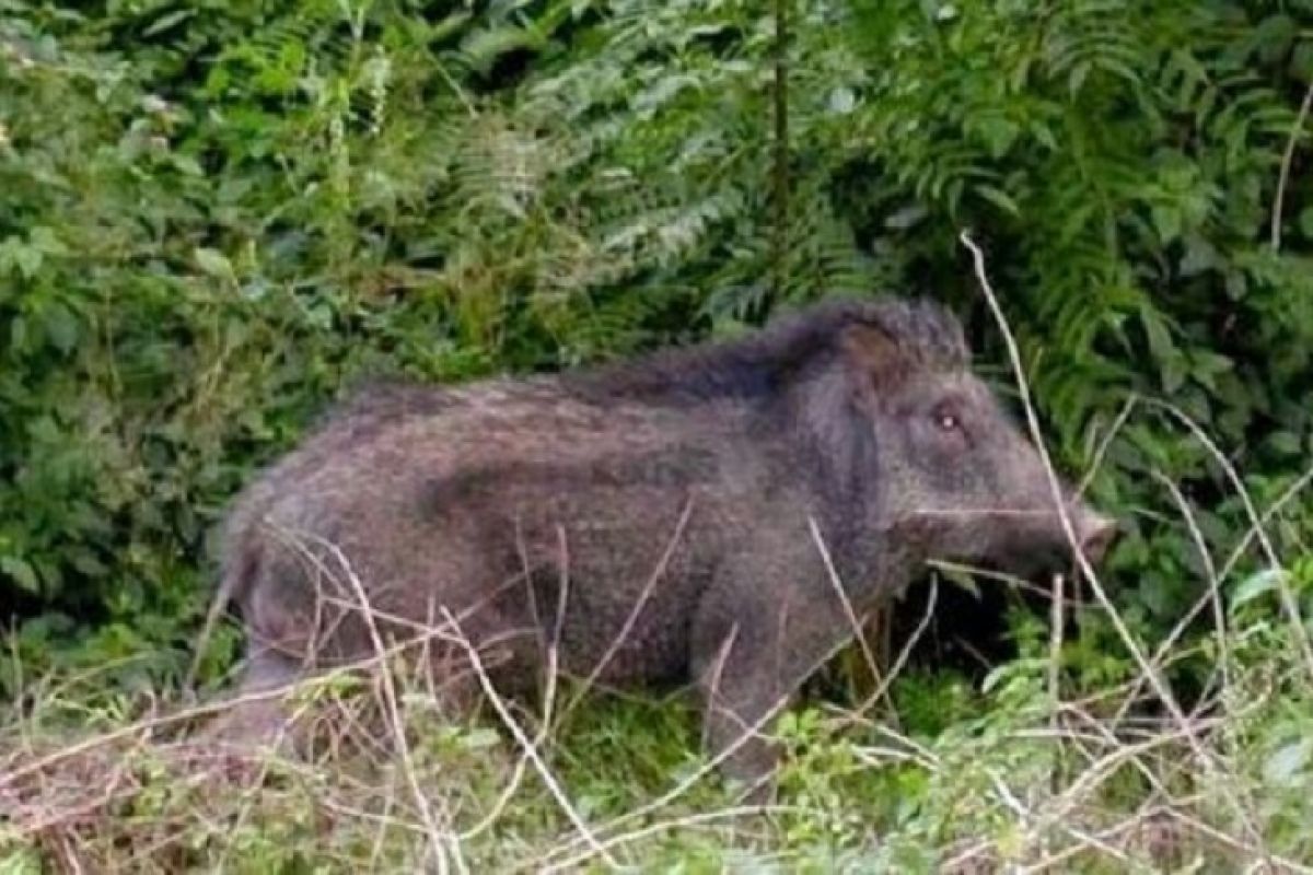 Diserang babi hutan hingga ke dalam rumah, seorang warga tewas