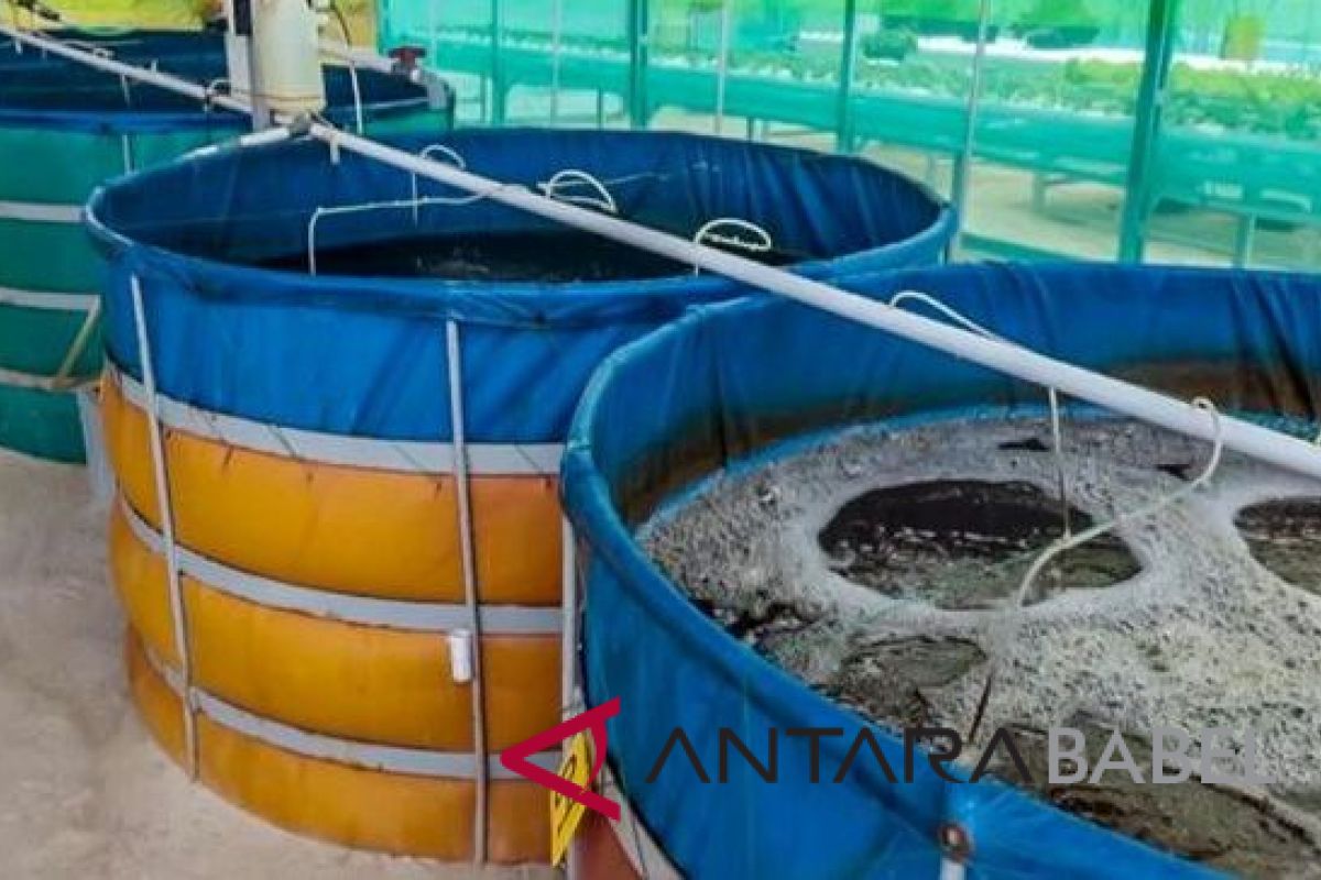 Bupati Bangka Tengah minta kembangkan usaha bioflok di setiap desa