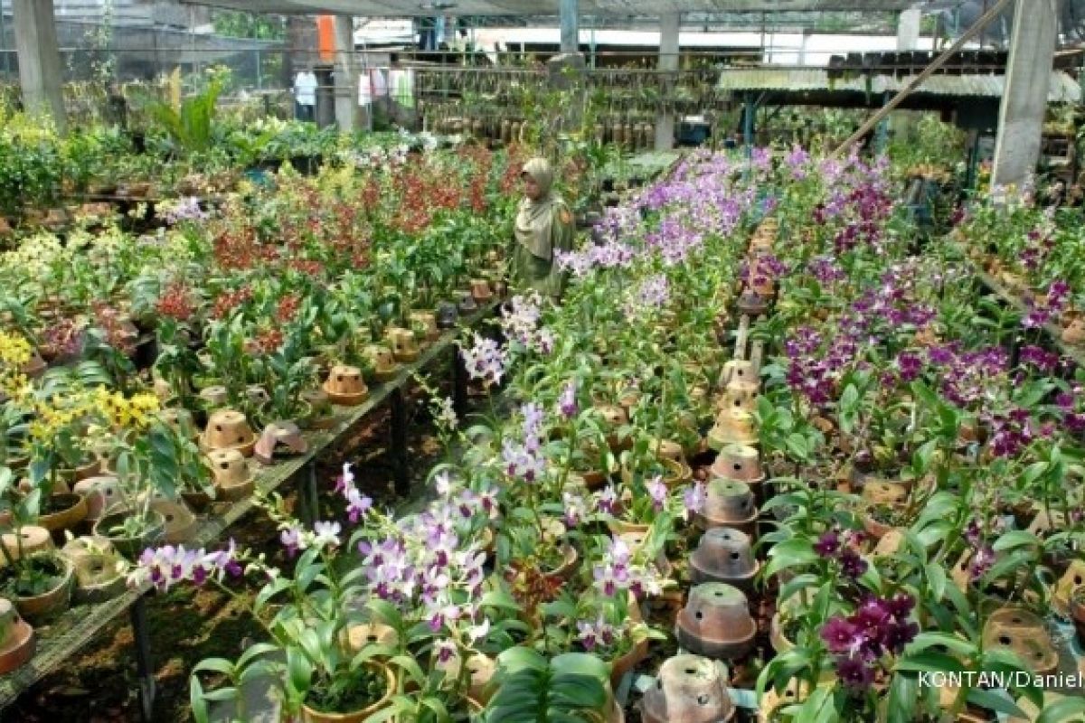 Ornamental Plants Association To Holds Payakumbuh Flona Expo 2018