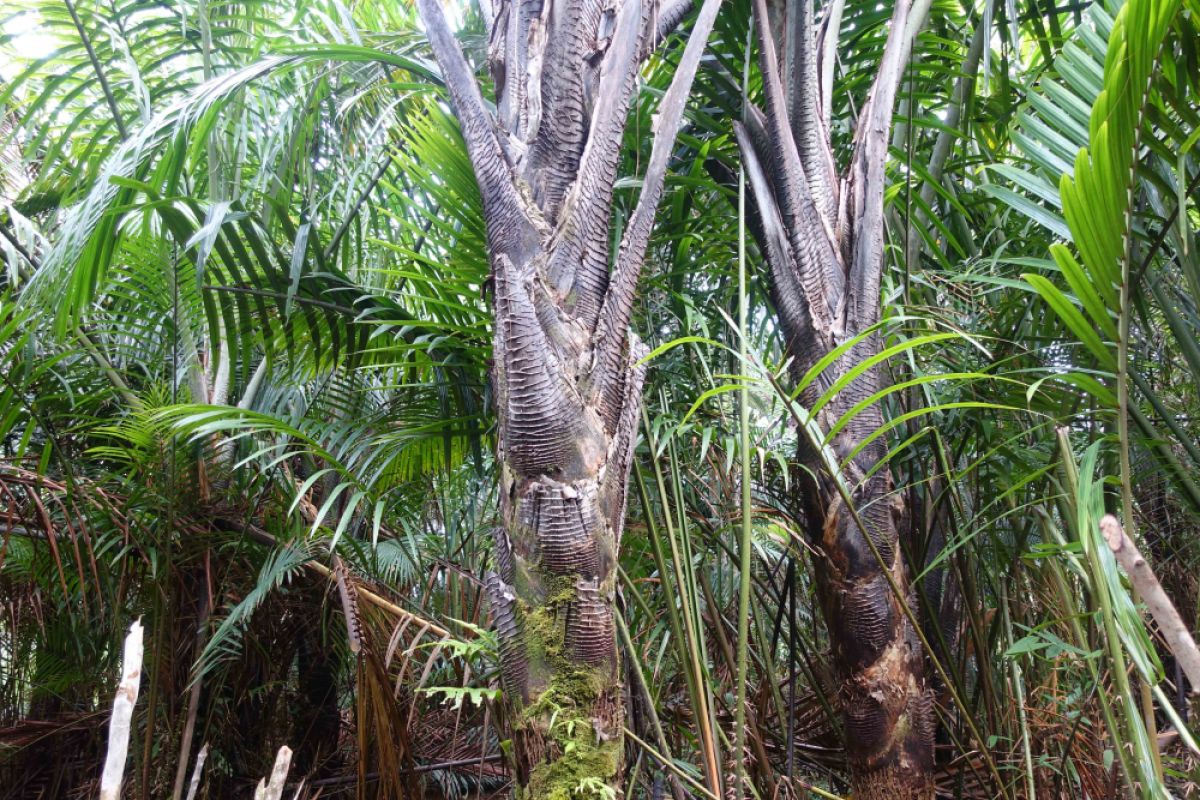 Pemprov Papua dorong gerakan tanam pohon sagu