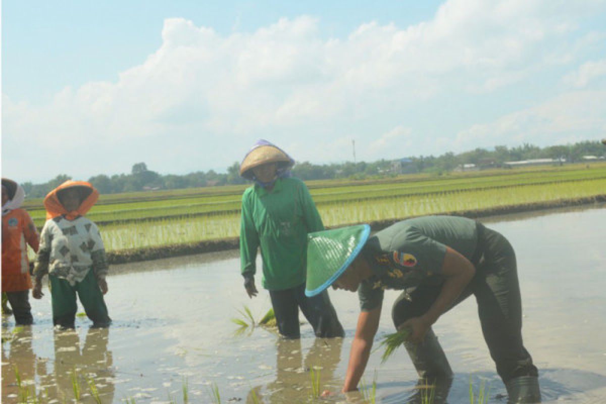 Dandim Ponorogo Turun Sawah Motivasi Petani