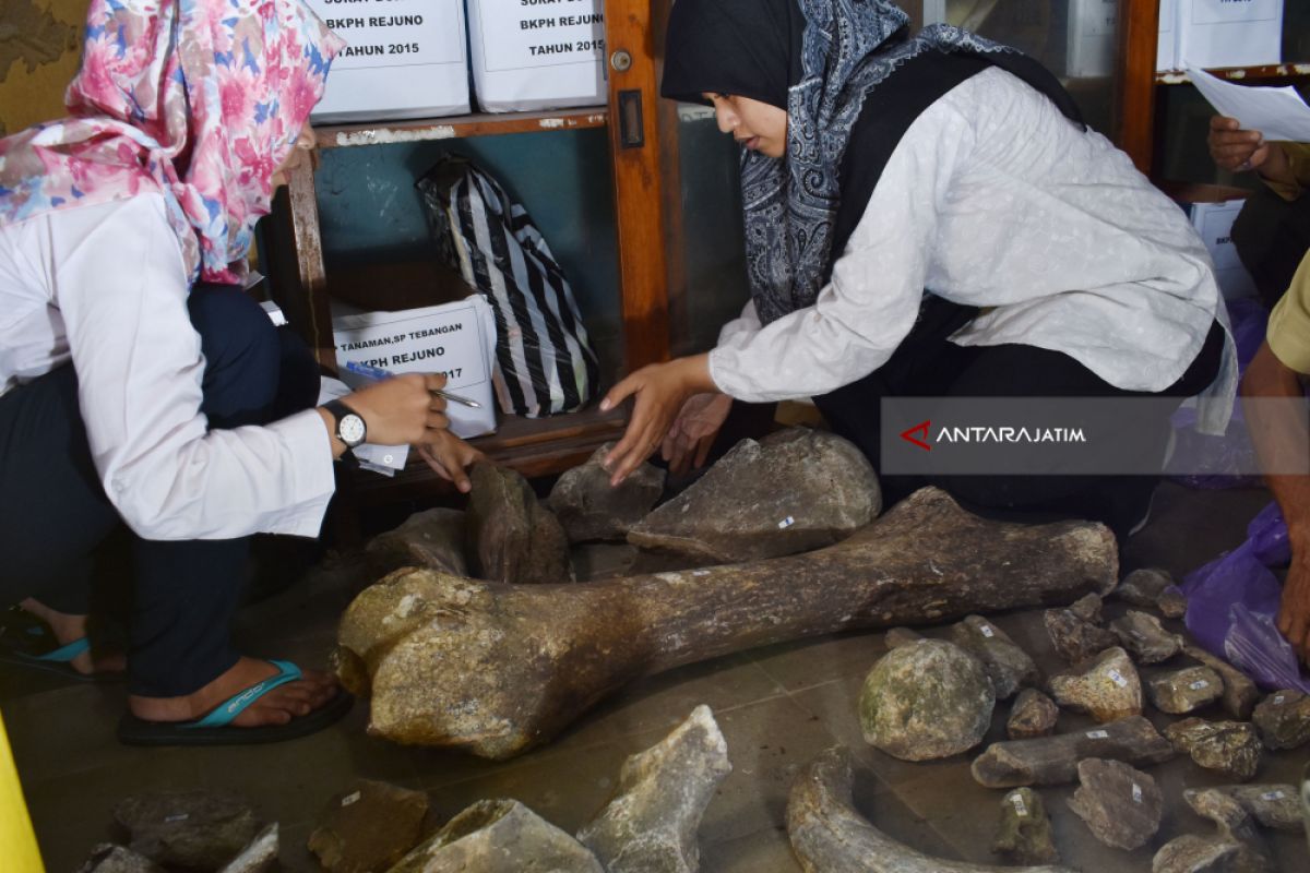 BPSMP Sangiran Teliti Temuan Fosil di Ngawi