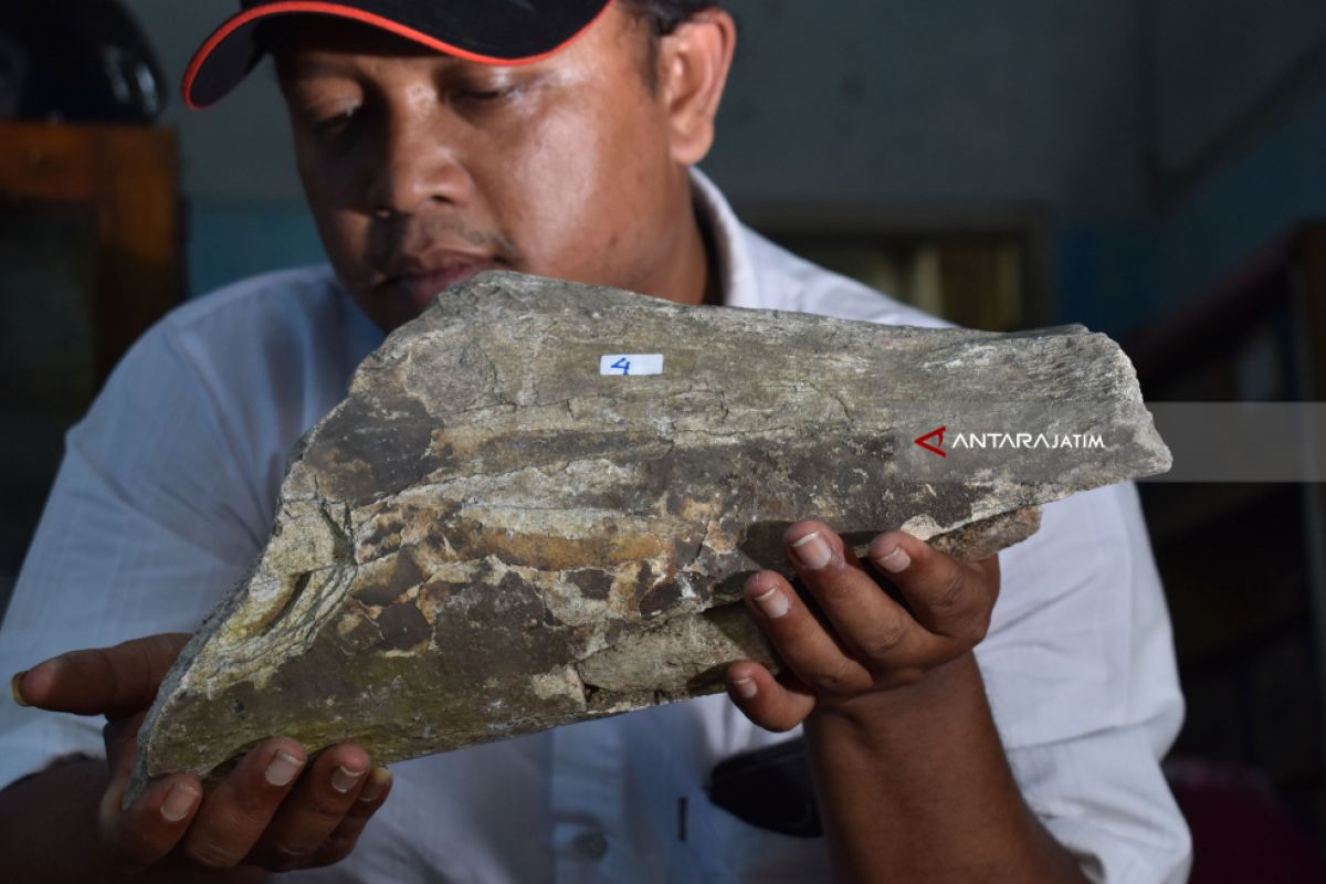 Perhutani Bawa Temuan Fosil Ngawi ke Madiun