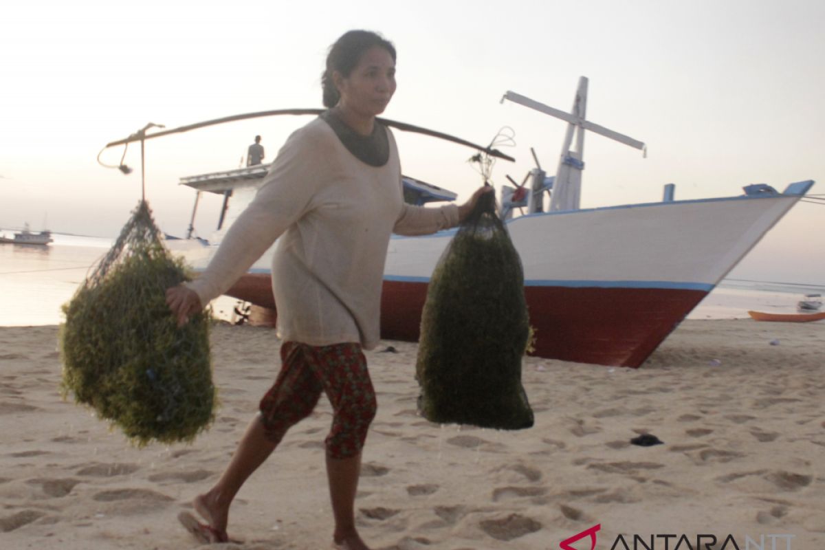 Budidaya rumput laut tunggu hasil uji parameter