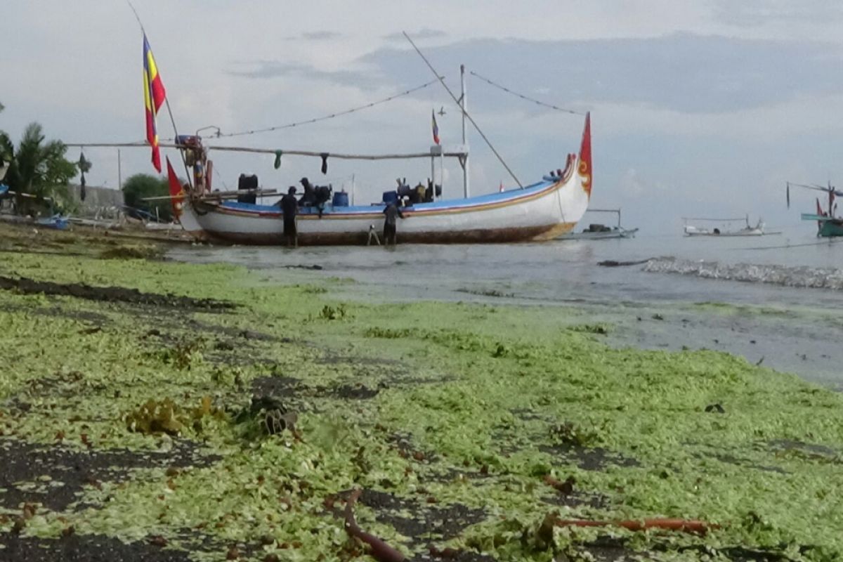 Pantai Situbondo Tercemar Limbah Budi Daya Sidat (Video)