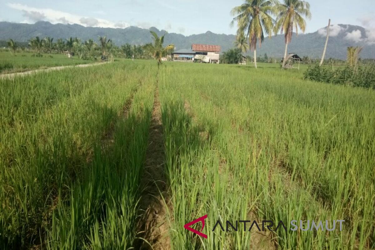 Sawah petani di serang hama