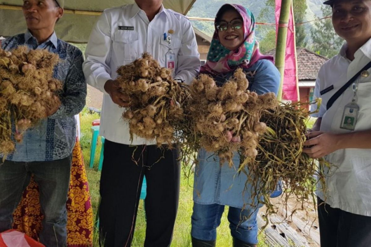 DKPP Ingin Kembalikan Kejayaan Sentra Bawang Putih di Probolinggo