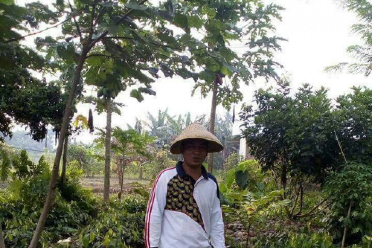 Petani Langkat kembangkan tanaman lada perdu