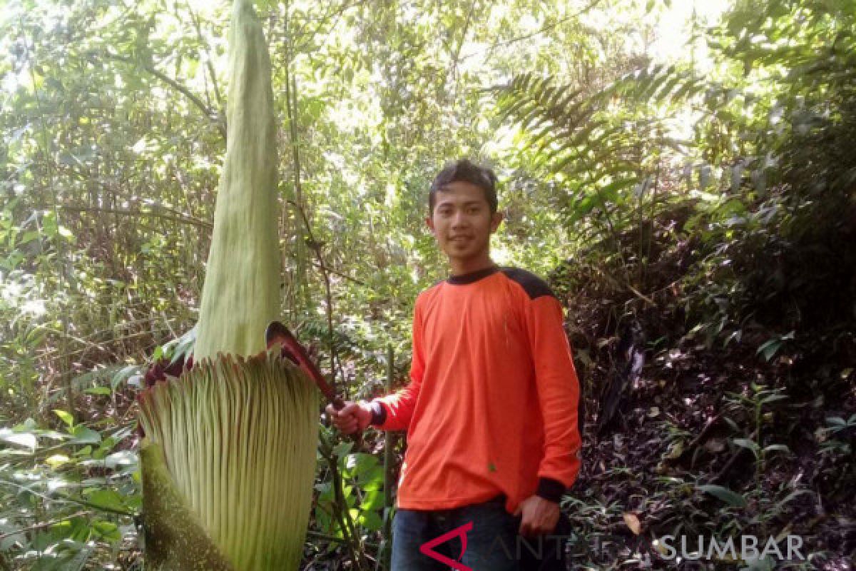 Bunga bangkai tumbuh di Mungka Limapuluh Kota